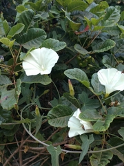 Calystegia subacaulis