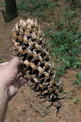Pinus ayacahuite