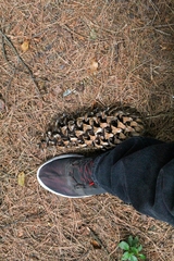 Pinus ayacahuite
