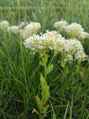 Lepidium draba
