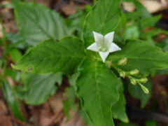 Spigelia