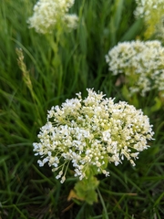 Lepidium draba