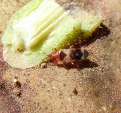 Anthocoris minki pistaciae