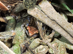 Eleutherodactylus modestus