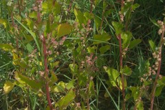 Chenopodium