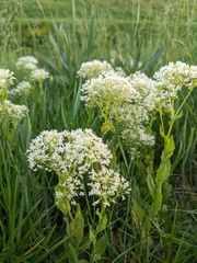 Lepidium draba
