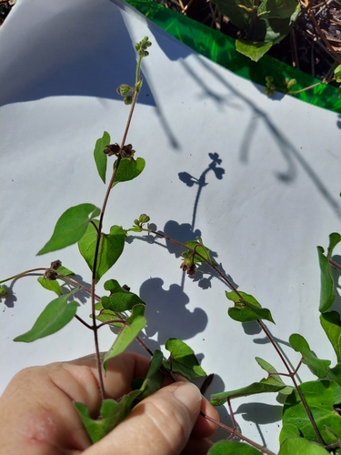 Chthamalia pubiflora, photograph 2