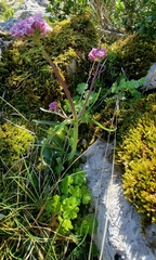 Valeriana tuberosa