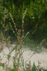 Polygonum