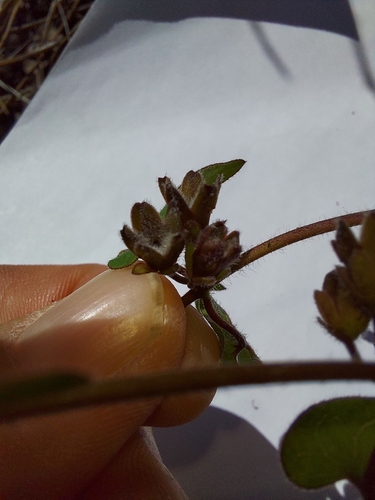 Chthamalia pubiflora, photograph 4