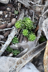 Sedum wrightii
