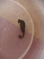 Hippocampus mohnikei