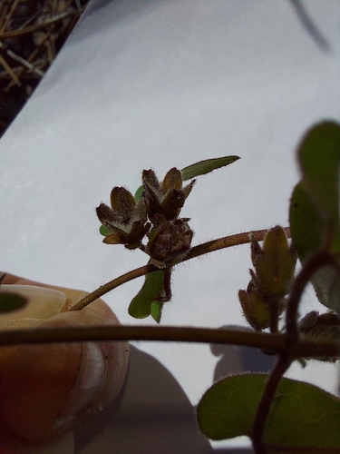 Chthamalia pubiflora, photograph 5