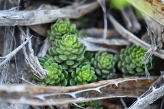 Sedum wrightii