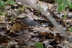 Dumetella carolinensis