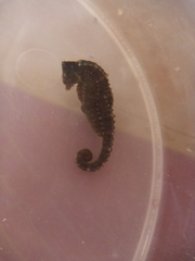 Hippocampus mohnikei