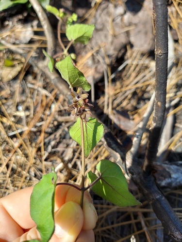 Chthamalia pubiflora, photograph 6