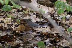 Dumetella carolinensis