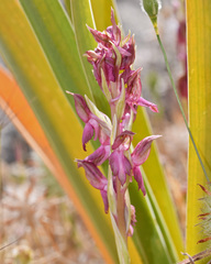 Anacamptis