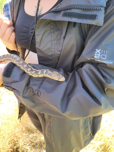 iNaturalist observation photo of Pacific Gopher Snake