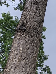 Camponotus herculeanus