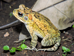 Incilius mazatlanensis