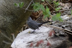 Dumetella carolinensis