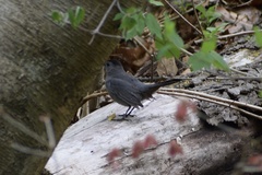 Dumetella carolinensis