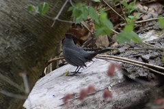 Dumetella carolinensis