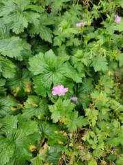 Geranium
