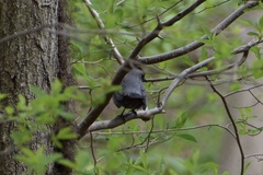 Dumetella carolinensis