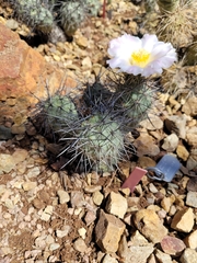 Tephrocactus alexanderi