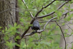 Dumetella carolinensis