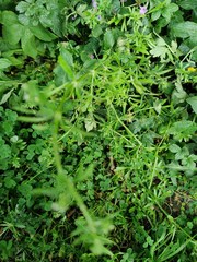 Magnoliopsida