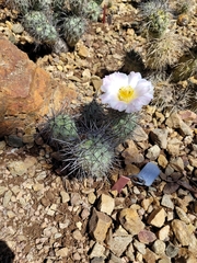 Tephrocactus alexanderi