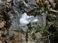 Linum suffruticosum