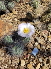 Tephrocactus alexanderi