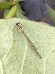 Coenagrion puella