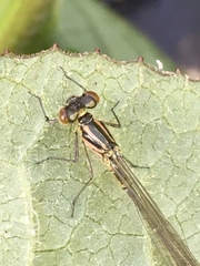 Coenagrion puella