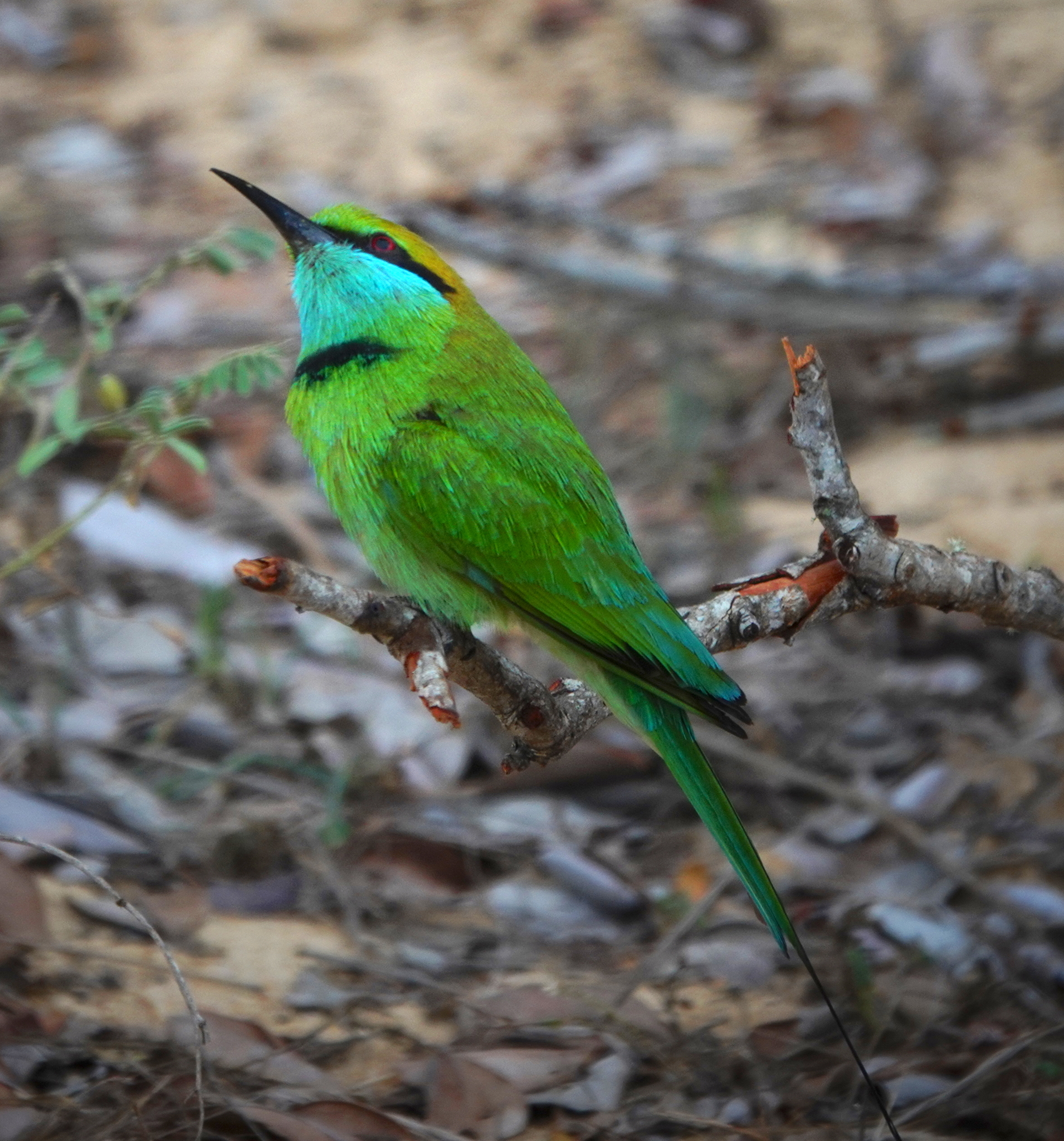 Asian Green Bee-eater