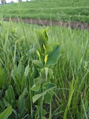 Aristolochia clematitis