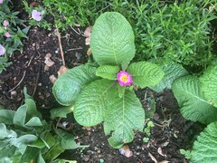 Primula vulgaris rubra
