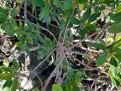 Rhizophora mangle image