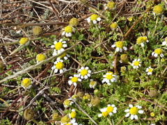 Anthemis secundiramea
