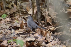 Dumetella carolinensis