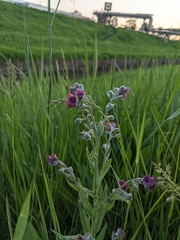 Cynoglossum officinale
