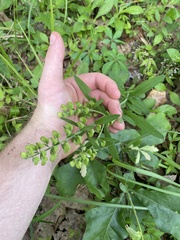 Scutellaria integrifolia