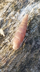 Macrogastra ventricosa