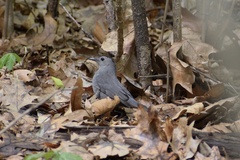 Dumetella carolinensis