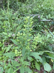 Scutellaria integrifolia